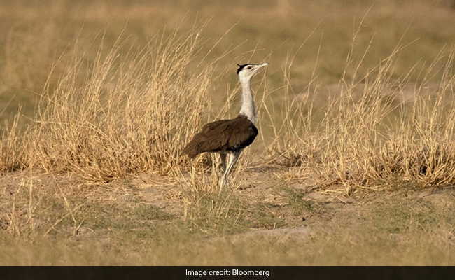 The Great Indian Bustard And India's Renewable Energy Challenge