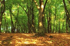 World Environment Day 2021: Focus On Ecosystem Restoration World Environment Day 2021: Focus On Ecosystem Restoration
