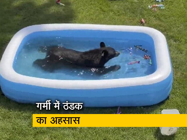 बच्चों के पूल में आनंद लेता और खिलौनों से खेलता मिला भालू, देखें