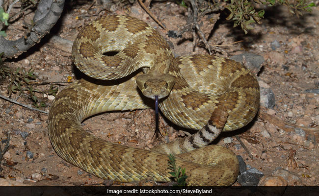 Venomous Snakes And Scorpions Are Invading Planes Grounded By Pandemic