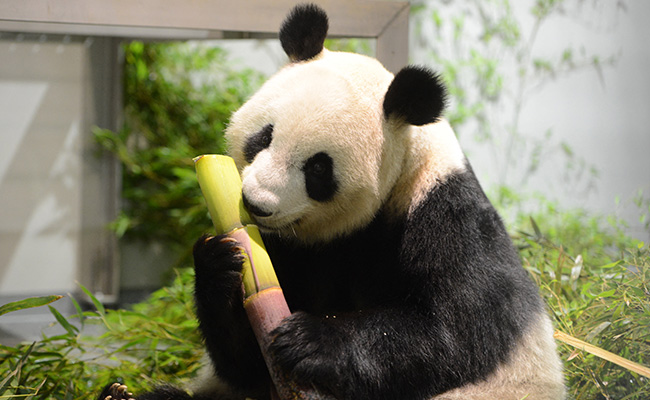 Twin Joy As Tokyo Panda Gives Birth To Two Cubs