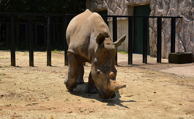 Watch: White Rhino 'Emma' Lands In Japan Looking For Love