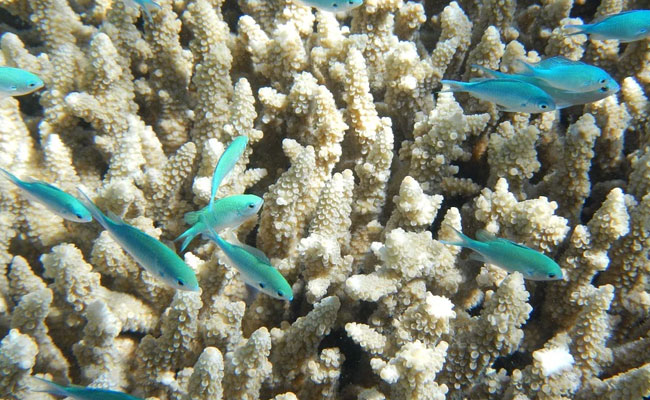 World Oceans Day 2021: Theme And 10 Facts On Oceans