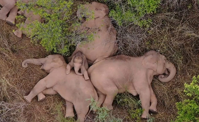 China's Wandering Elephants Captivate Millions With Their 500 Km Trek