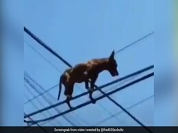 बिजली के तार पर चढ़कर मजे से वॉक कर रहा था कुत्ता, लोग बोले- ये है Super Dog, दिए मजेदार रिएक्शन - देखें Video बिजली के तार पर चढ़कर मजे से वॉक कर रहा था कुत्ता, लोग बोले- ये है Super Dog, दिए मजेदार रिएक्शन - देखें Video