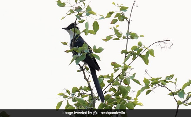 World Environment Day 2021: Know About The Wetlands Of India