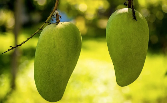 US, China Decline Pakistan's "Mango Diplomacy", Send Back Fruit Souvenirs: Report