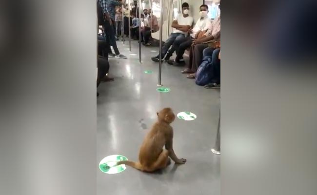 जब दिल्ली मेट्रो के अंदर घुसा बंदर, यात्रियों के पास बैठ कर लिया सफर का मजा, वीडियो वायरल