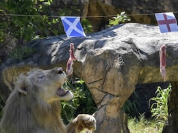 Roaring Success At Euro 2020 For "Psychic" Thai Lion