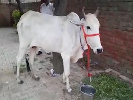 In Haryana, Farmers Bring Cow To Police Station As Fellow 'Protester' In Haryana, Farmers Bring Cow To Police Station As Fellow 'Protester'