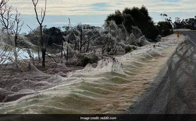 Watch: Giant Spiderwebs Blanket Australia After Flooding