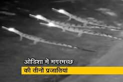 ओडिशा एकमात्र ऐसा राज्य जहां मगरमच्छों की तीनों प्रजातियां ओडिशा एकमात्र ऐसा राज्य जहां मगरमच्छों की तीनों प्रजातियां