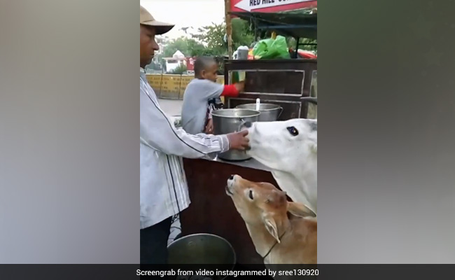 गाय को गोलगप्पे खिला रहा था शख्स, सोशल मीडिया पर वायरल हुआ वीडियो, लोग बोले- ‘दिलवाले अंकल’ - देखें Video
