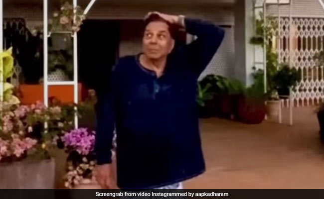 धर्मेंद्र फार्महाउस के हसीन नजारों के बीच बादाम के तेल की मालिश करते आए नजर, देखें Video