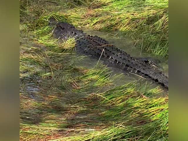 Stealthy Saltwater Crocodile Hides In Plain Sight
