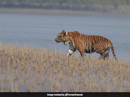चार महीने में 100 किलोमीटर चला बाघ, कई बाधाओं को पार कर भारत से पहुंच गया बांग्लादेश चार महीने में 100 किलोमीटर चला बाघ, कई बाधाओं को पार कर भारत से पहुंच गया बांग्लादेश