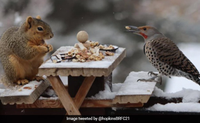 गिलहरी ने चिड़िया के साथ मनाया Picnic, खाने में इन चीजों का लिया मज़ा, देखकर लोग बोले- Awww...