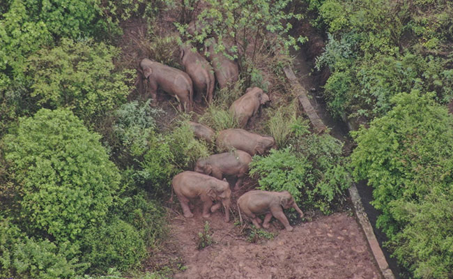 Watch: Trekking Elephants Wait For Slower Youngster To Catch Up