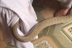 VIDEO: लॉन्ड्री में छिपा बैठा था बड़ा सांप, देखिए कैसे गया पकड़ा VIDEO: लॉन्ड्री में छिपा बैठा था बड़ा सांप, देखिए कैसे गया पकड़ा