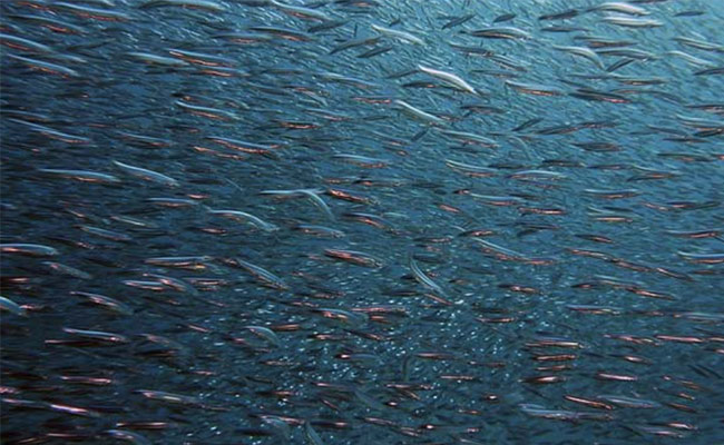World Ocean Day 2022: Know Date, Theme And Significance