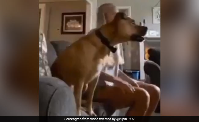 कुत्ता सोफे पर बैठकर देख रहा था Football मैच, अचानक उछला और फिर हुआ कुछ ऐसा, लोग बोले- सच्चा फुटबॉल प्रेमी - देखें Video