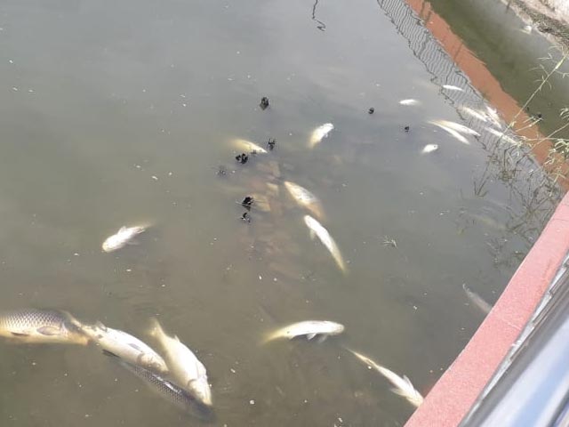 Hundreds Of Fish Found Dead In Guwahati Water Tank Due To Lack Of Oxygen