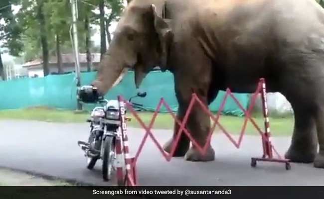 Curious Elephant Comes Across A Helmet. Watch What Happens Next