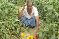 Vegetable Farmers Hit Hard By Covid In Delhi-NCR Vegetable Farmers Hit Hard By Covid In Delhi-NCR