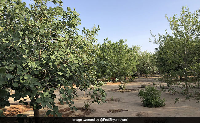 World Day To Combat Desertification And Drought 2021: Theme, Significance