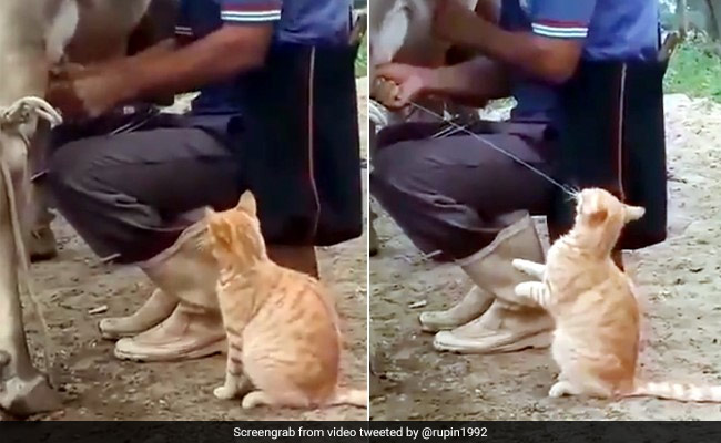 गाय का ताजा दूध पीने के लिए बिल्ली ने लगाया गजब का Jugaad, फिर खड़े होकर मजे से पिया - देखें Video