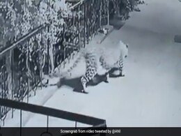 दबे पांव आया तेंदुआ और घर के बाहर सो रहे कुत्ते का ऐसे कर डाला शिकार, CCTV में कैद हुई पूरी घटना - देखें Video दबे पांव आया तेंदुआ और घर के बाहर सो रहे कुत्ते का ऐसे कर डाला शिकार, CCTV में कैद हुई पूरी घटना - देखें Video