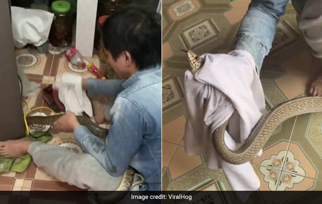 "Giant" Snake Slithers Into House. Watch How It Was Captured