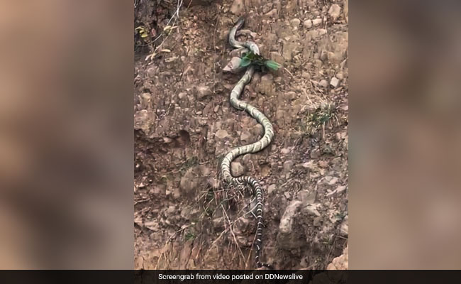 पहाड़ पर चढ़ता दिखा इतना लंबा King Cobra, Video देखकर घबरा गए लोग, बोले- 'यह कितना खतरनाक है'