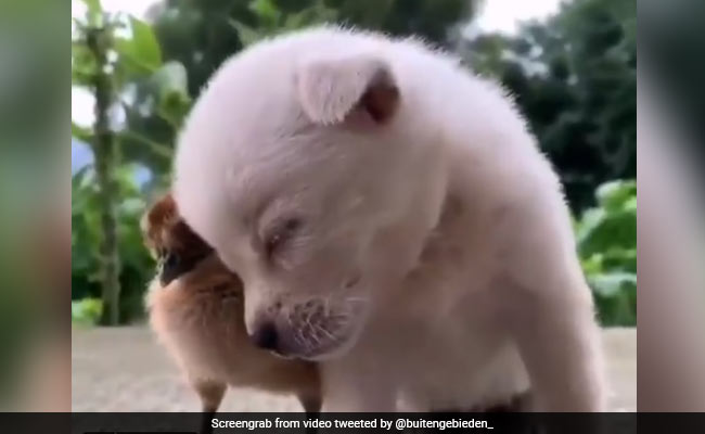 Puppy को आ रही थी ज़ोर की नींद, तो बगल में बैठी चिड़िया के कंधे पर सिर रखकर लगा सोने, लोग बोले- ‘So Cute’ - देखें Video