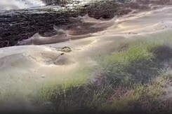 Watch: Giant Spiderwebs Blanket Australia After Flooding Watch: Giant Spiderwebs Blanket Australia After Flooding