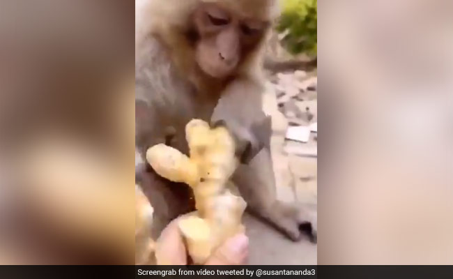 बंदर ने चखा अदरक का स्वाद, मुंह में डालते ही बनाने लगा ऐसा चेहरा, देखें मजेदार Video