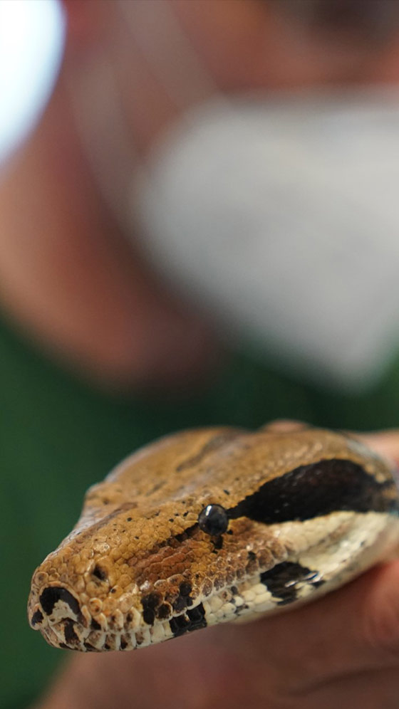 Man Wraps Snake Around Neck, Shows Off, Dies After Being Bitten By It
