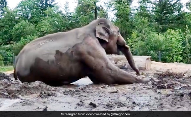 बारिश के बाद हुआ कीचड़, तो जमीन पर लेट गया हाथी, शख्स आया करीब, तो किया कुछ ऐसा - देखें मजेदार Video