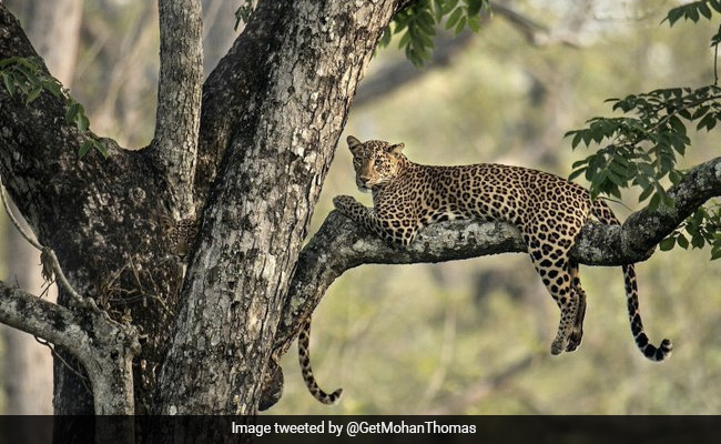 इस तस्वीर में तेंदुए के साथ है उसका बच्चा, बताइए फोटो में तेंदुए के बच्चे का मुंह कहां है ?