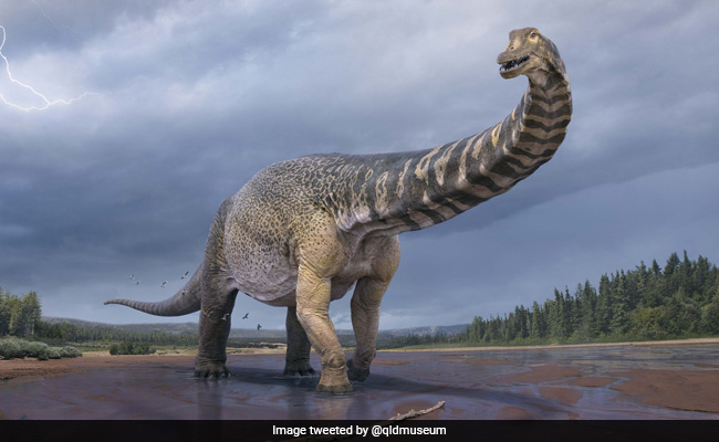 This Is “Cooper", Australia's Largest Dinosaur Identified As New Species