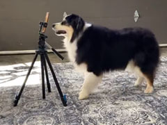 कुत्ते ने खुद बनाया अपना TikTok Video, मोबाइल सामने रखकर दिए जबरदस्त पोज, 10 लाख बार देखा गया Video