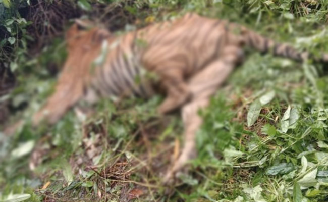 Kaziranga Staff Suspended For "Unwarranted Firing" That Killed A Tiger
