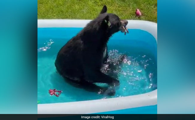 "He Just Wanted To Cool Down!": Bear Beats The Heat In Kiddie Pool
