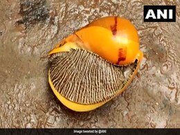 Large Snail Washes Up On River Bank In Andhra Pradesh, Sold For Rs 18,000 Large Snail Washes Up On River Bank In Andhra Pradesh, Sold For Rs 18,000