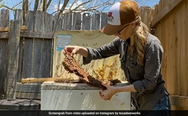 वॉशिंग मशीन में भरी पड़ी थीं मधुमक्खियां, महिला ने हाथों में उठाकर निकाल लिया बाहर, देख लोग हुए दंग, देखें Shocking Video