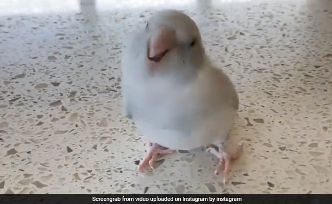 चिड़िया ने कुछ इस अंदाज़ में कहा- I Love You..., वीडियो ने जीता लोगों को दिल, 87 लाख बार देखा गया Video