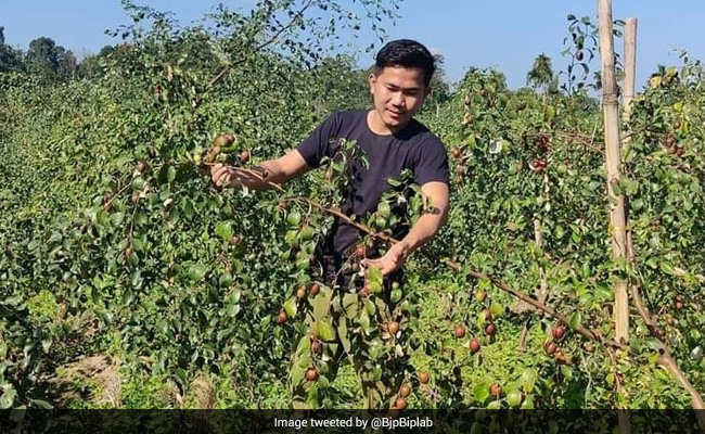 Tripura Man Strikes Gold With Cultivation Of Kashmir's Famed "Ber Apple"