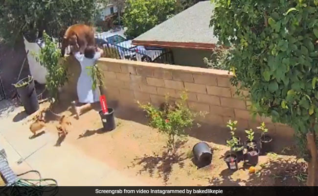 Shocking Video Shows Teen Pushing Bear Off Wall To Save Her Dogs