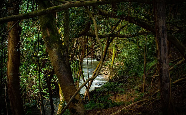 International Day Of Forests 2022: Date, Theme, History And Significance