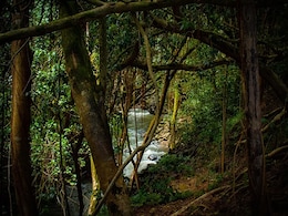 World Rain Forest Day 2021: What Are Rainforests? Key Facts To Know World Rain Forest Day 2021: What Are Rainforests? Key Facts To Know